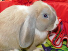 Mini lop niebieskie - 10