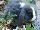 Baranek mini lop samczyki - 10