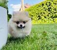 Szpic miniaturowy pomeranian - 4