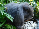 Mini lop niebieskie - 3