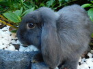 Mini lop niebieskie - 5