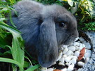 Mini lop niebieskie - 6