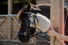 Warsztaty, Treningi Obozy Hobby Horse ! - 4