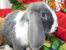 Mini lop niebieskie - 15