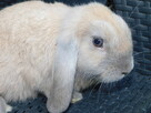 Baranek mini lop samczyki - 7