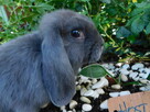 Mini lop niebieskie - 7