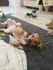 Pchełka ok 2 mcz, sunieczka czeka na adopcję Agnieszka Łazar - 2