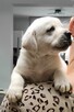 Labrador retriever biszkopt chlopak - 3
