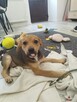 Pchełka ok 2 mcz, sunieczka czeka na adopcję Agnieszka Łazar - 3