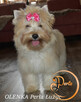 Yorkshire Terrier Golddust suczka - 4