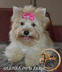 Yorkshire Terrier Golddust suczka - 3