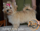 Yorkshire Terrier Golddust suczka - 5