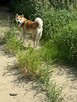 Oddam psa w typie akita inu półtoraroczny - 2