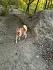 Oddam psa w typie akita inu półtoraroczny - 3