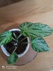 Begonia Silver Jewel-begonia zebra - 8