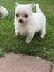 Szczeniaczki chihuahua - 2