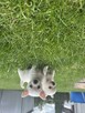 Szczeniaczki chihuahua - 3