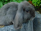 Mini lop niebieskie - 1