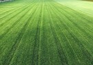 Zakładanie trawnika siew trawy ŻELECHÓW - 4
