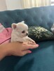 Szczeniaczki chihuahua - 5