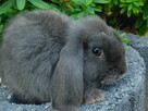 Mini lop niebieskie - 2