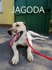 Malina i Jagoda - DWIE MŁODE DUŻE SUCZKI W TYP. Ałabaja - 2
