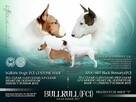 Bullterrier miniaturowy Tinkerbell Bullrull FCI - 6