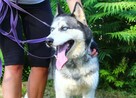 Rufus - w typie Husky; łagodny, przyjazny i zrównoważony - 3