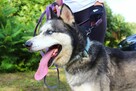 Rufus - w typie Husky; łagodny, przyjazny i zrównoważony - 2