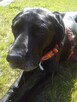 Opieka nad zwierzętami/Petsitter/Dogsitter/Catsitter - 7