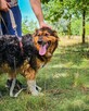 Niezwykle urokliwy, misiowaty Aslan pilnie szuka domu :) - 3