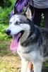 Rufus - w typie Husky; łagodny, przyjazny i zrównoważony - 4