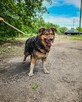 Niezwykle urokliwy, misiowaty Aslan pilnie szuka domu :) - 2