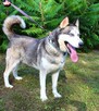 Rufus - w typie Husky; łagodny, przyjazny i zrównoważony - 7