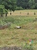 Różnowo, kameralna działka w otoczeniu lasu - 8