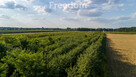 Działka Rolna Mirowice - 4