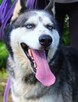 Rufus - w typie Husky; łagodny, przyjazny i zrównoważony - 5