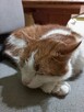 Opieka nad zwierzętami/Petsitter/Dogsitter/Catsitter - 3