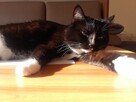 Opieka nad zwierzętami/Petsitter/Dogsitter/Catsitter - 6