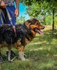 Niezwykle urokliwy, misiowaty Aslan pilnie szuka domu :) - 4