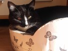 Opieka nad zwierzętami/Petsitter/Dogsitter/Catsitter - 5