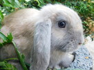 Bezowe baranki mini lop - 2