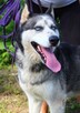 Rufus - w typie Husky; łagodny, przyjazny i zrównoważony - 6