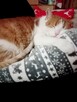 Opieka nad zwierzętami/Petsitter/Dogsitter/Catsitter - 2