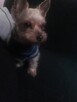 Opieka nad zwierzętami/Petsitter/Dogsitter/Catsitter - 4