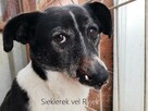 Siekierek - psiak, którego życie nie oszczędzało... - 3
