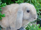 Bezowe baranki mini lop - 4