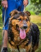 Niezwykle urokliwy, misiowaty Aslan pilnie szuka domu :) - 5