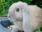 Bezowe baranki mini lop - 3