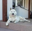 Siberian Husky -reproduktor - 2